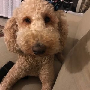 Meet your Posher, Fabiola